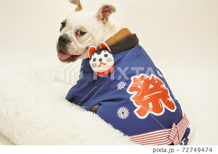 イングリッシュブルドッグ 子犬 和装はっぴお祭り写真40 イングリッシュブルドッグ 子犬 和装はっぴお祭り写真40 72749474
