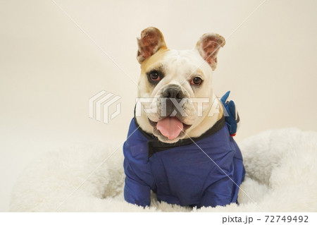 イングリッシュブルドッグ 子犬 和装はっぴお祭り写真46 イングリッシュブルドッグ 子犬 和装はっぴお祭り写真46 72749492