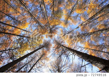 11月 壁紙用 紅葉の高ボッチ高原 信州の高原 の写真素材