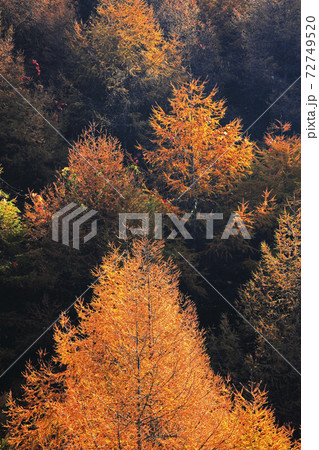 11月 壁紙用 紅葉の高ボッチ高原 信州の高原 の写真素材