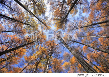 11月 壁紙用 紅葉の高ボッチ高原 信州の高原 の写真素材