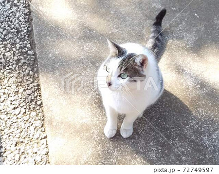 上目遣いのノラ猫の写真素材 [72749597] - PIXTA