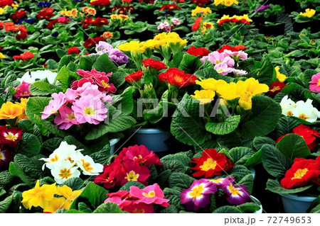 さくら草　 72749653