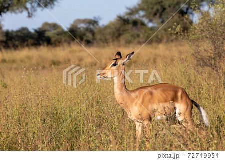 Impala antelope Namibia, africa safari wildlife Impala antelope Namibia, africa safari wildlife 72749954
