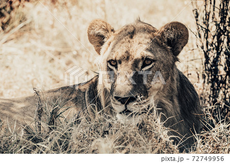 lion female in Botswana Africa safari wildlife 72749956