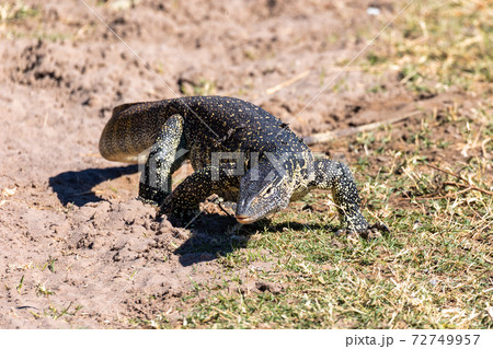 Monitor Lizard in Chobe, Botswana Africa wildlife 72749957