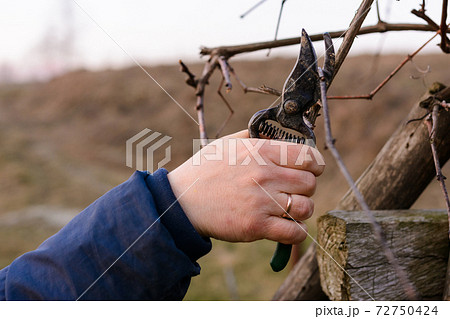 Work in the garden, autumn pruning of grape branches, a woman prunes the extra shoots of grapes. Work in the garden, autumn pruning of grape branches, a woman prunes the extra shoots of grapes. 72750424
