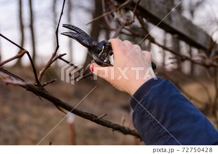 Work in the garden, autumn pruning of grape branches, a woman prunes the extra shoots of grapes. Work in the garden, autumn pruning of grape branches, a woman prunes the extra shoots of grapes. 72750428