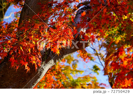 太い木の幹に密集する紅葉 72750429