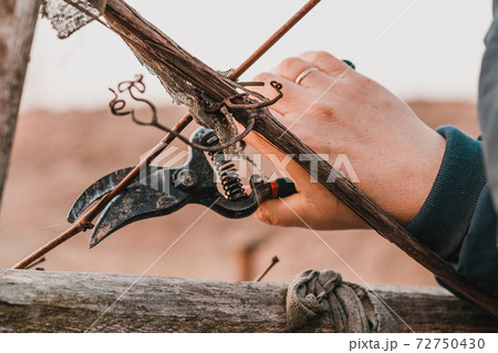 Work in the garden, autumn pruning of grape branches, a woman prunes the extra shoots of grapes. Work in the garden, autumn pruning of grape branches, a woman prunes the extra shoots of grapes. 72750430