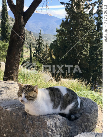 ギリシャ デルフィー遺跡でくつろぐ猫 ギリシャ デルフィー遺跡でくつろぐ猫 72750613