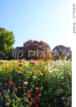 花畑 コスモス ジニア 紅葉 秋 の写真素材