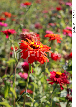 花畑 花 ジニア オレンジ 綺麗の写真素材