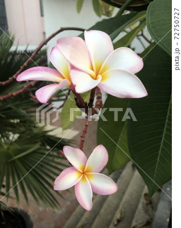 南国の花 南国の花 72750727