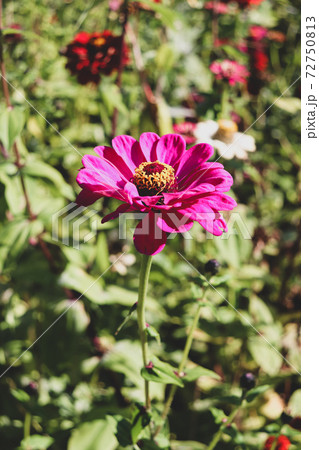 秋 大輪 花 ジニア 屋外 花畑の写真素材