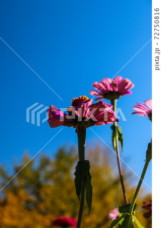 ジニア 秋 大輪 パステル 花 花畑の写真素材