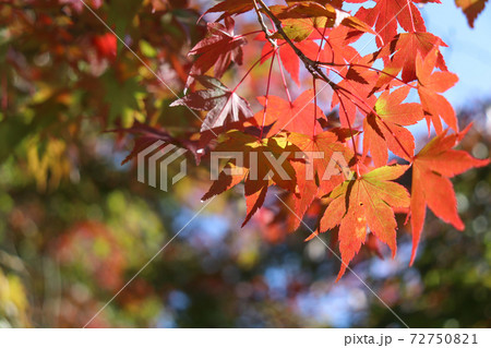 紅葉 秋 葉っぱ もみじ 鮮やか 綺麗 美しい 72750821