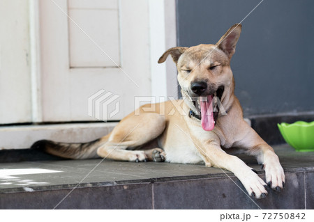 玄関の前に伏せている茶色い犬の写真素材