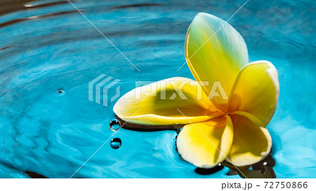 水に浮かぶ黄色のプルメリアの写真素材