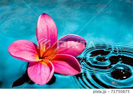 水に浮かぶピンクのプルメリアの写真素材