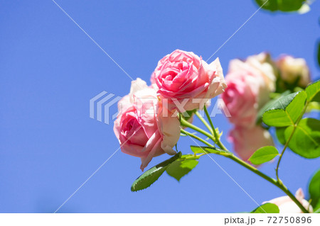 薔薇　バラ　ピエールドロンサールと青空 72750896
