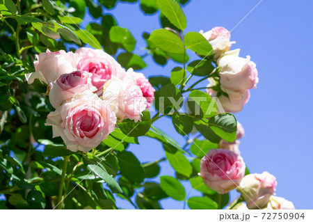 薔薇 バラ ピエールドロンサールと青空 薔薇 バラ ピエールドロンサールと青空 72750904