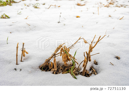 取り残しの大豆畑に積もる雪 取り残しの大豆畑に積もる雪 72751130
