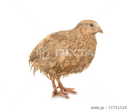 japanese quail in studio 72751520