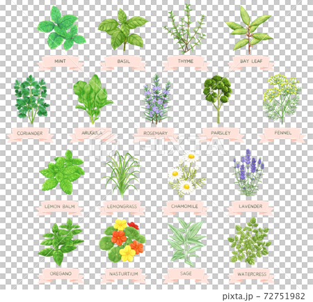17種類のハーブイラスト 72751982