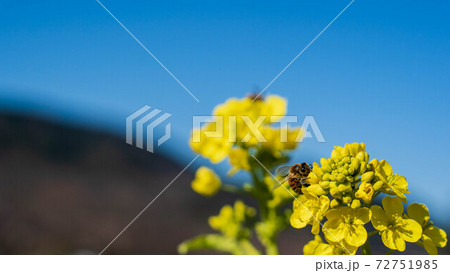 かりがね堤に咲く菜の花 72751985