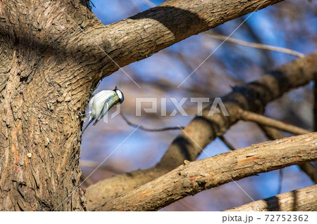 見沼自然公園のシジュウカラ 見沼自然公園のシジュウカラ 72752362