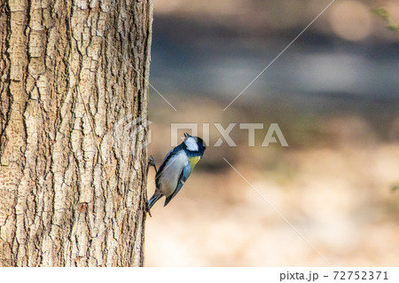 見沼自然公園のシジュウカラ 見沼自然公園のシジュウカラ 72752371