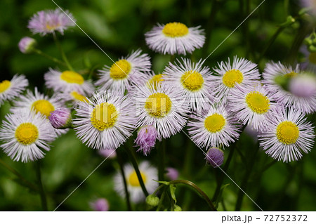 春紫苑 ハルジオン の写真素材