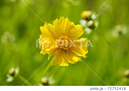 金鶏菊 (きんけいぎく) 金鶏菊 (きんけいぎく) 72752418