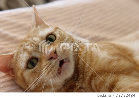 牙を出して怒った表情の猫アメリカンショートヘアレッドタビーの写真素材