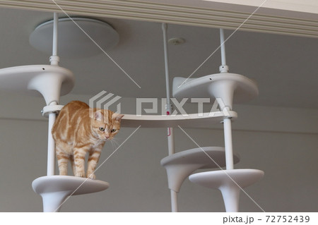 キャットタワー上で伸びをする猫アメリカンショートヘアレッドタビー キャットタワー上で伸びをする猫アメリカンショートヘアレッドタビー 72752439