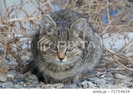 愛玩動物 72754639