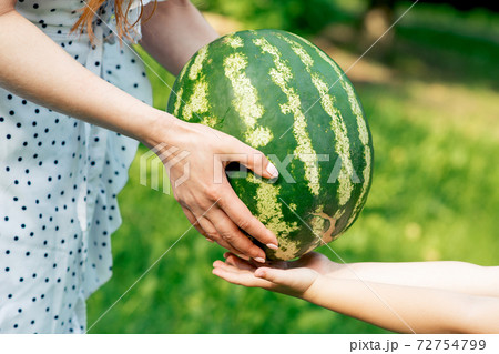 Whole watermelon in hands. 72754799