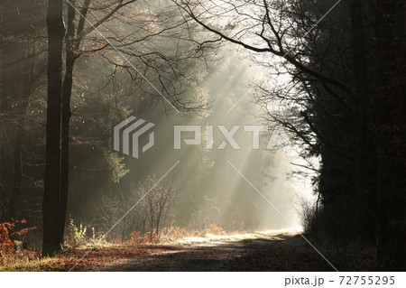 The light of the rising sun falls on the forest path in foggy weather 72755295
