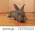 ポーランドの友人宅のウサギ 72755525