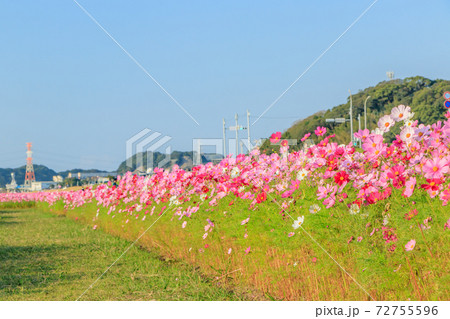 コスモス 水巻町コスモス園 福岡県水巻町 コスモス 水巻町コスモス園 福岡県水巻町 72755596