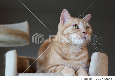 キャットタワー上で座ってリラックスする美しい猫アメリカンショートヘアレッドタビーの写真素材