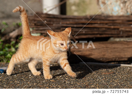 歩き回る子猫 茶トラ猫の写真素材 [72755743] - PIXTA, 画像サイズ:450x320