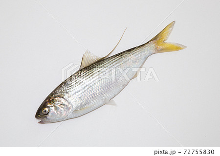 コノシロ コハダ の写真素材