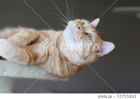 キャットタワー上で大きく目を見開いて上を見る猫アメリカンショートヘアレッドタビーの写真素材