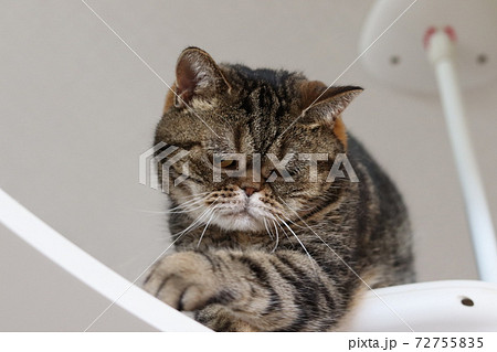 ふてくされ顔で歩く猫アメリカンショートヘアブラウンタビーの写真素材