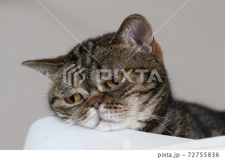 不機嫌顔で見つめる猫アメリカンショートヘアブラウンタビーの写真素材