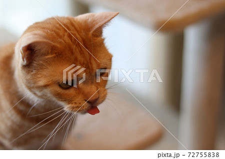 可愛い舌を見せてアッカンベーする猫アメリカンショートヘアレッドタビーの写真素材