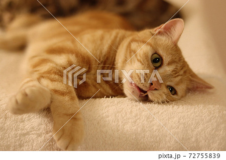 寝転んだまま遊ぶ猫アメリカンショートヘアレッドタビーの写真素材