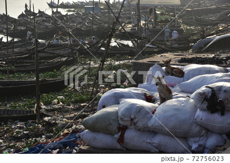 バングラデシュのダッカ　船着場のショドルガットに停留中の沢山の渡し船　川岸で生活する可愛い野良犬 72756023